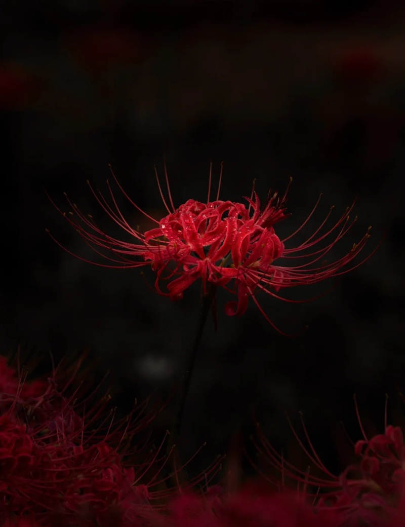 hình ảnh hoa bỉ ngạn buồn 19