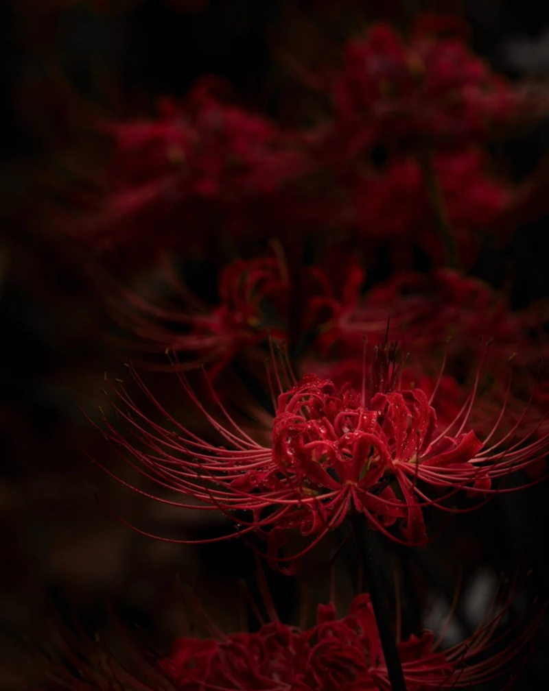 hình ảnh hoa bỉ ngạn buồn 20