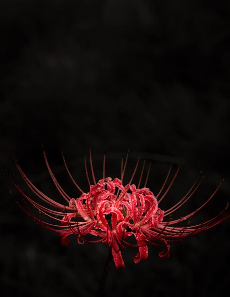 hình ảnh hoa bỉ ngạn buồn 21