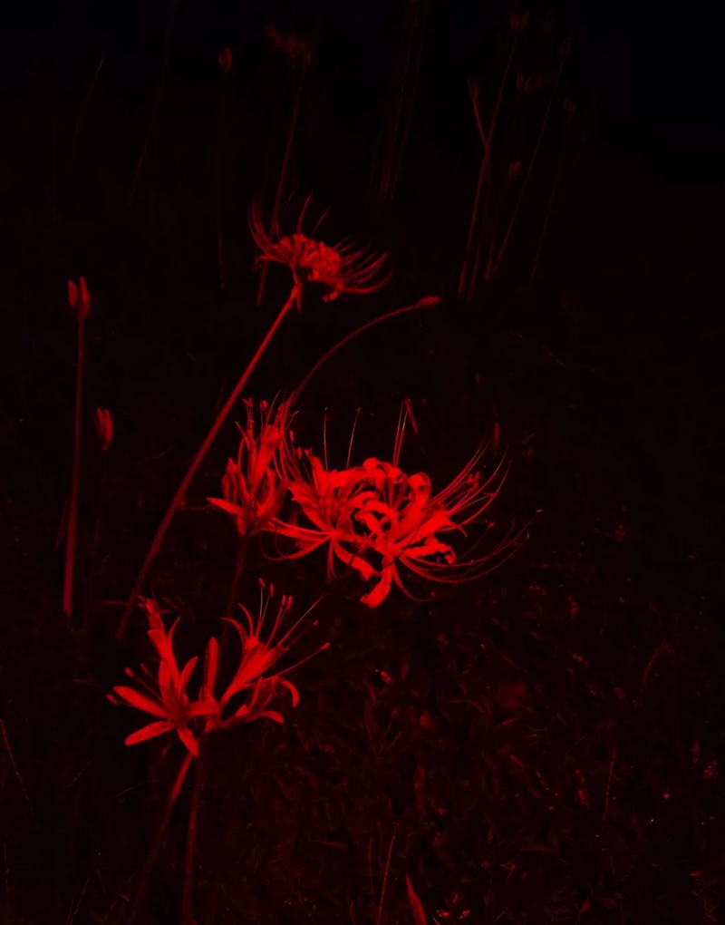 hình ảnh hoa bỉ ngạn buồn 22