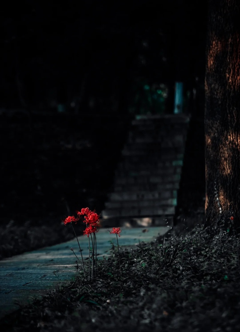 hình ảnh hoa bỉ ngạn buồn 23