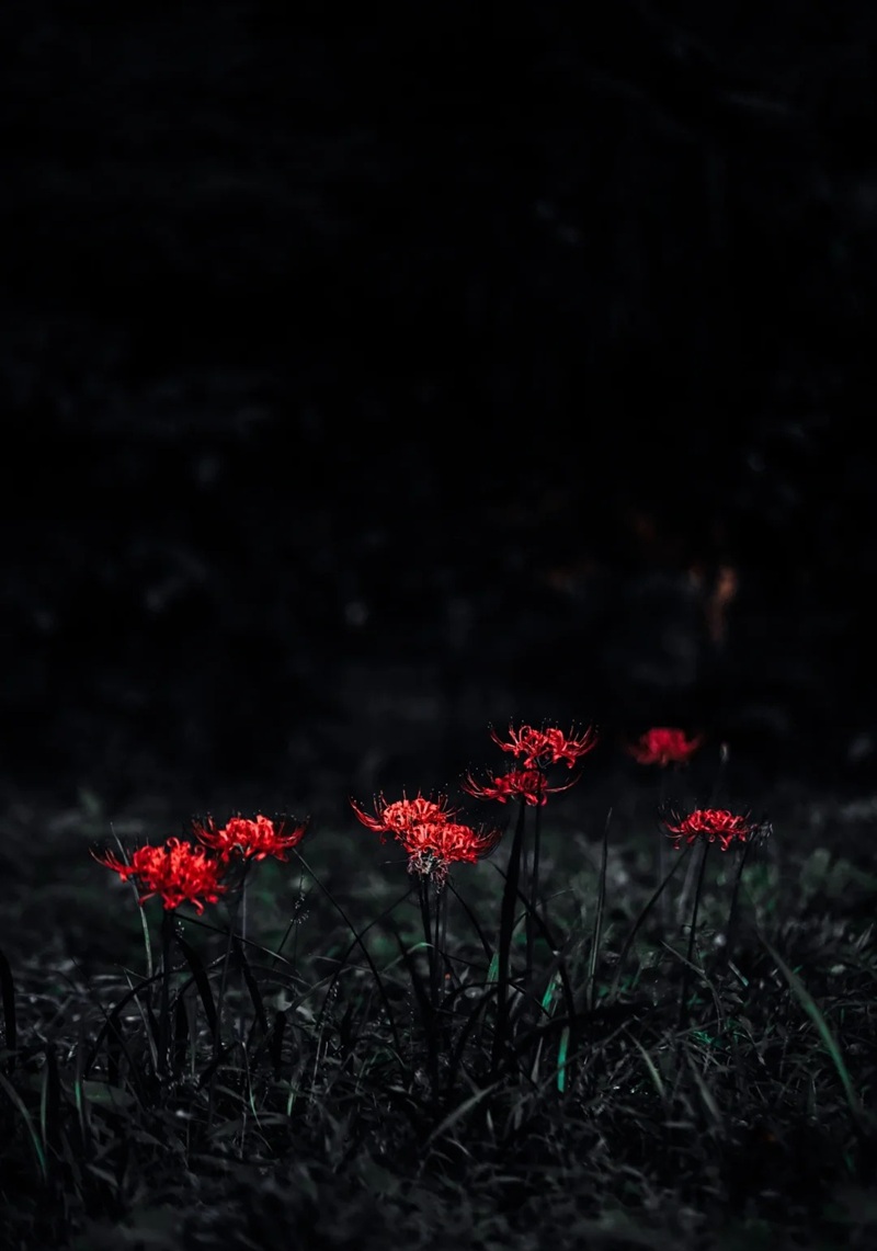 hình ảnh hoa bỉ ngạn buồn 24