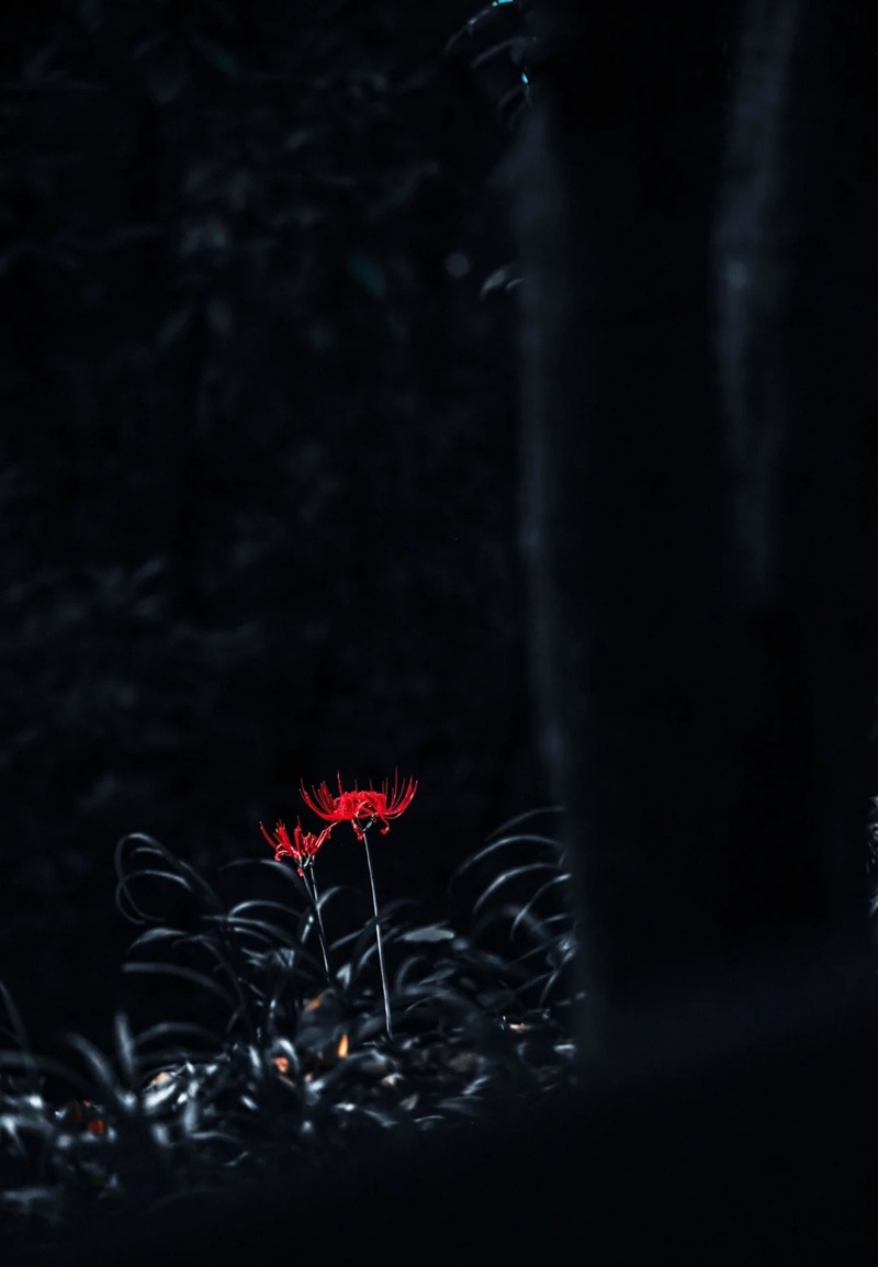 hình ảnh hoa bỉ ngạn buồn 25