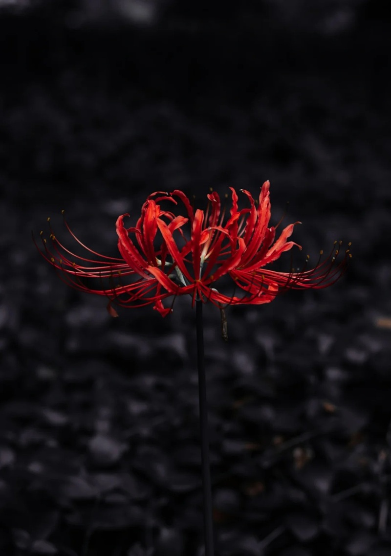 hình ảnh hoa bỉ ngạn buồn 27