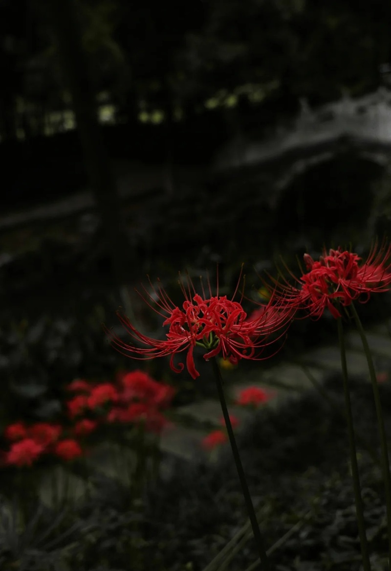 hình ảnh hoa bỉ ngạn buồn 29