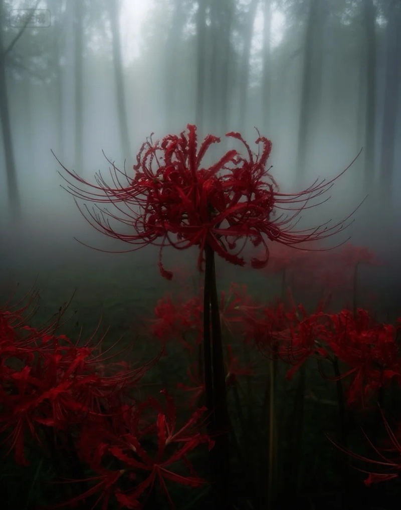 hình ảnh hoa bỉ ngạn buồn 3