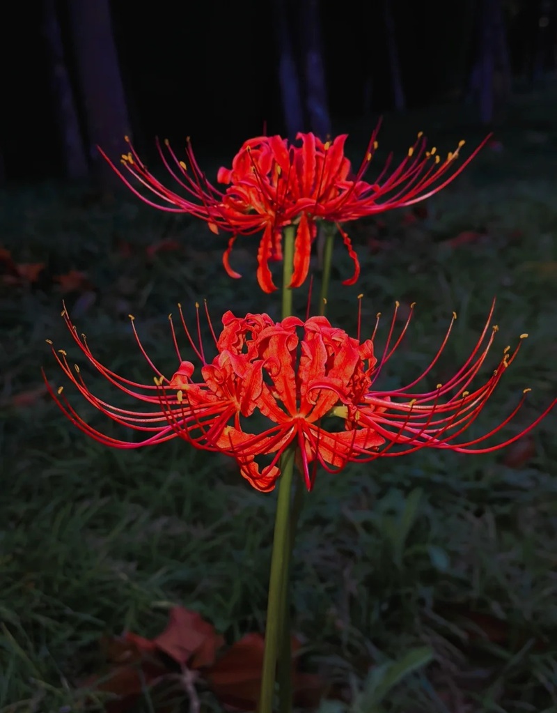 hình ảnh hoa bỉ ngạn buồn 32