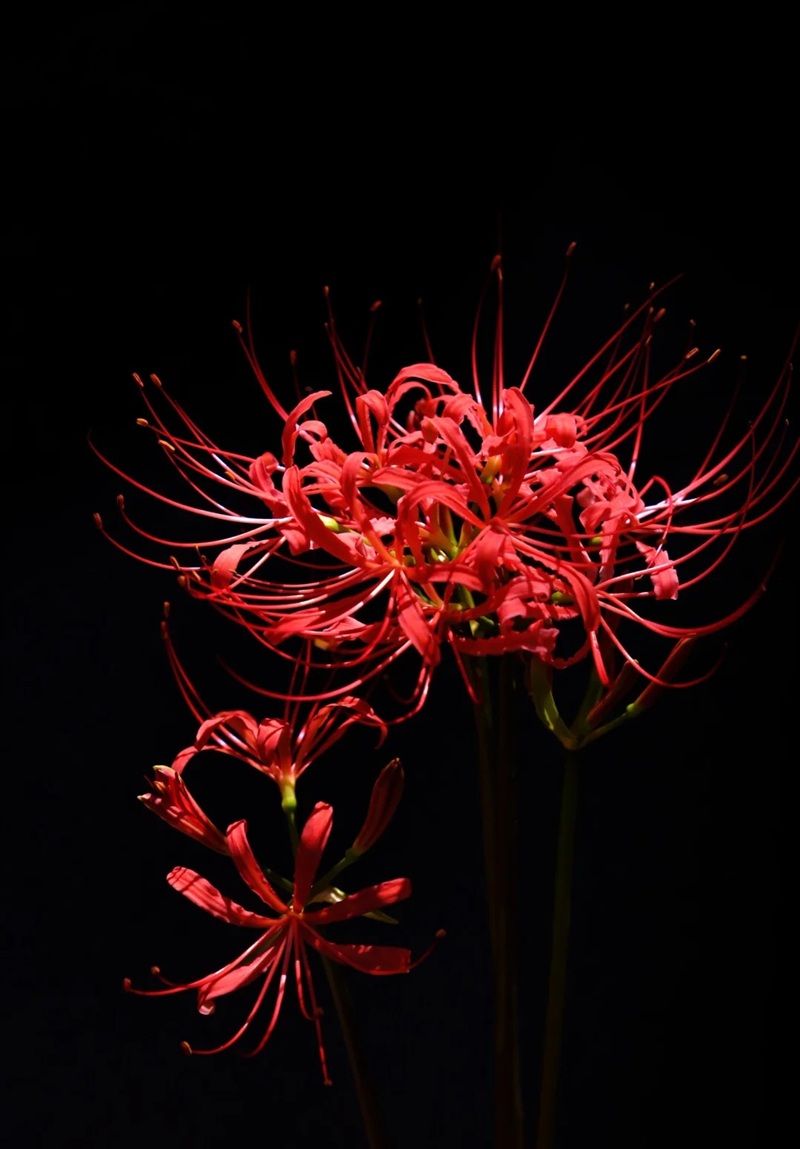 hình ảnh hoa bỉ ngạn buồn 33