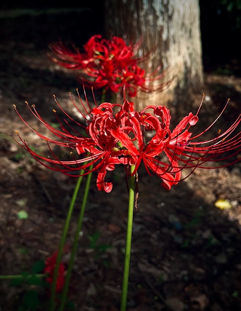 hình ảnh hoa bỉ ngạn buồn 34