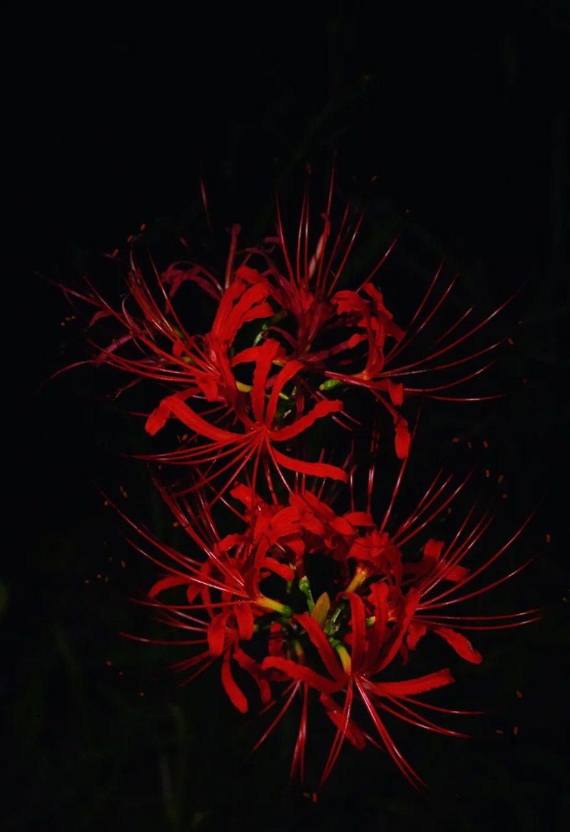 hình ảnh hoa bỉ ngạn buồn 38