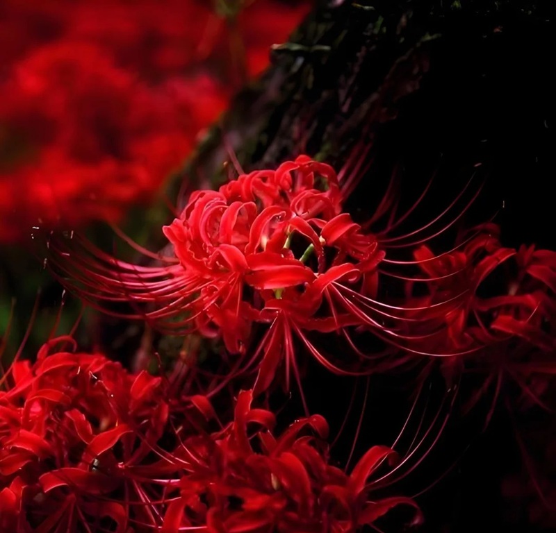 hình ảnh hoa bỉ ngạn buồn 39