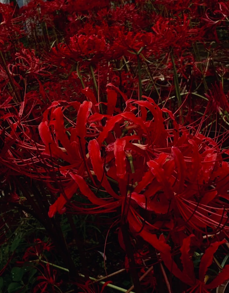 hình ảnh hoa bỉ ngạn buồn 4