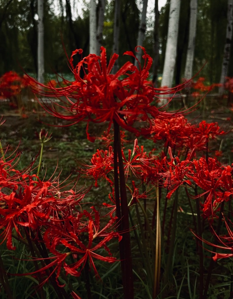 hình ảnh hoa bỉ ngạn buồn 5