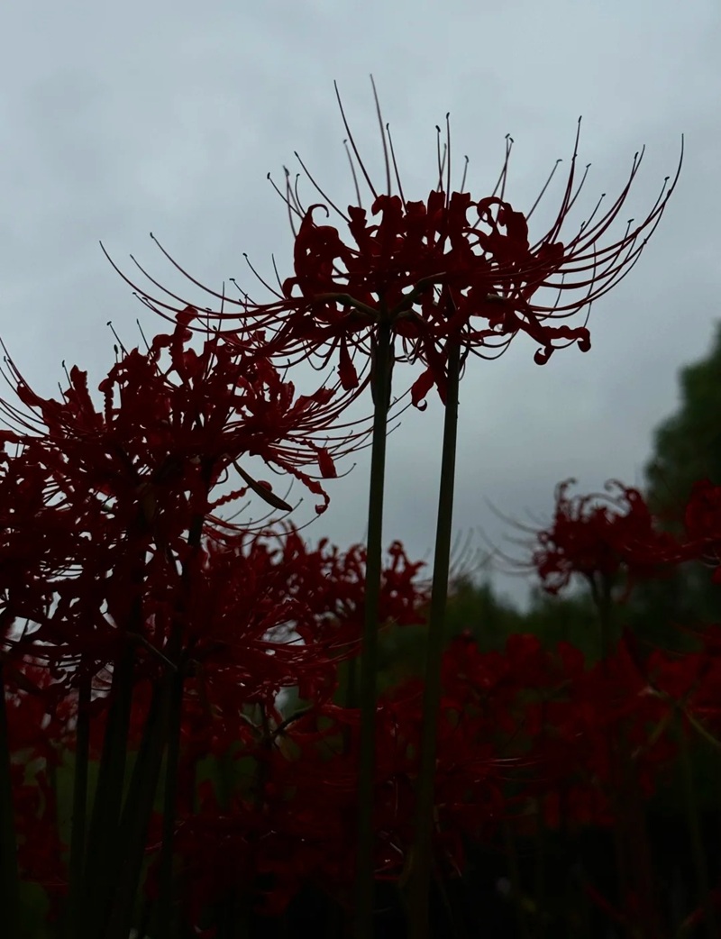 hình ảnh hoa bỉ ngạn buồn 6