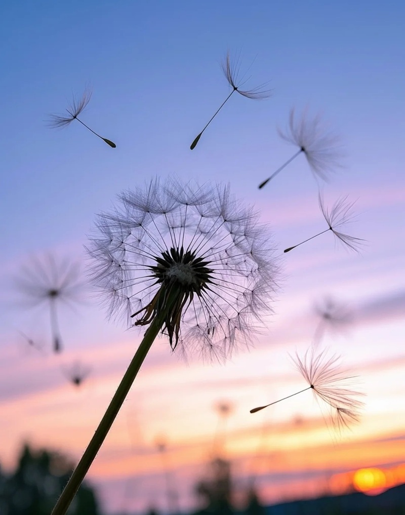 hình ảnh hoa bồ công anh buồn 11