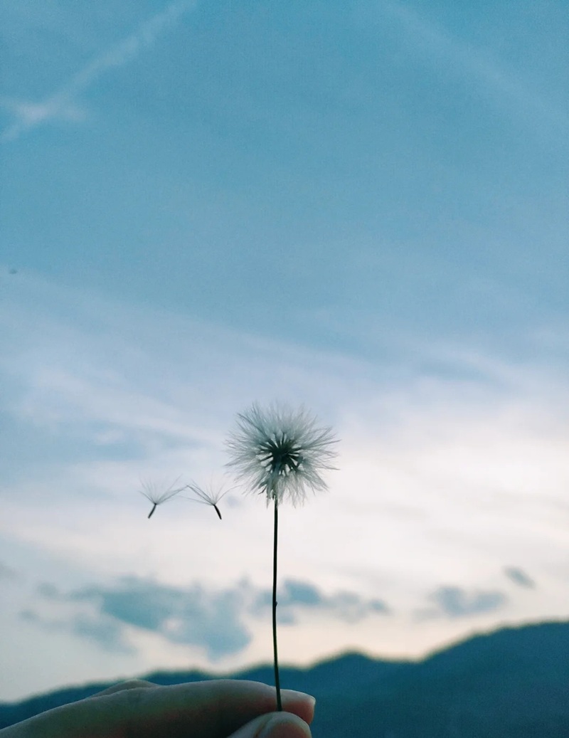 hình ảnh hoa bồ công anh buồn 13