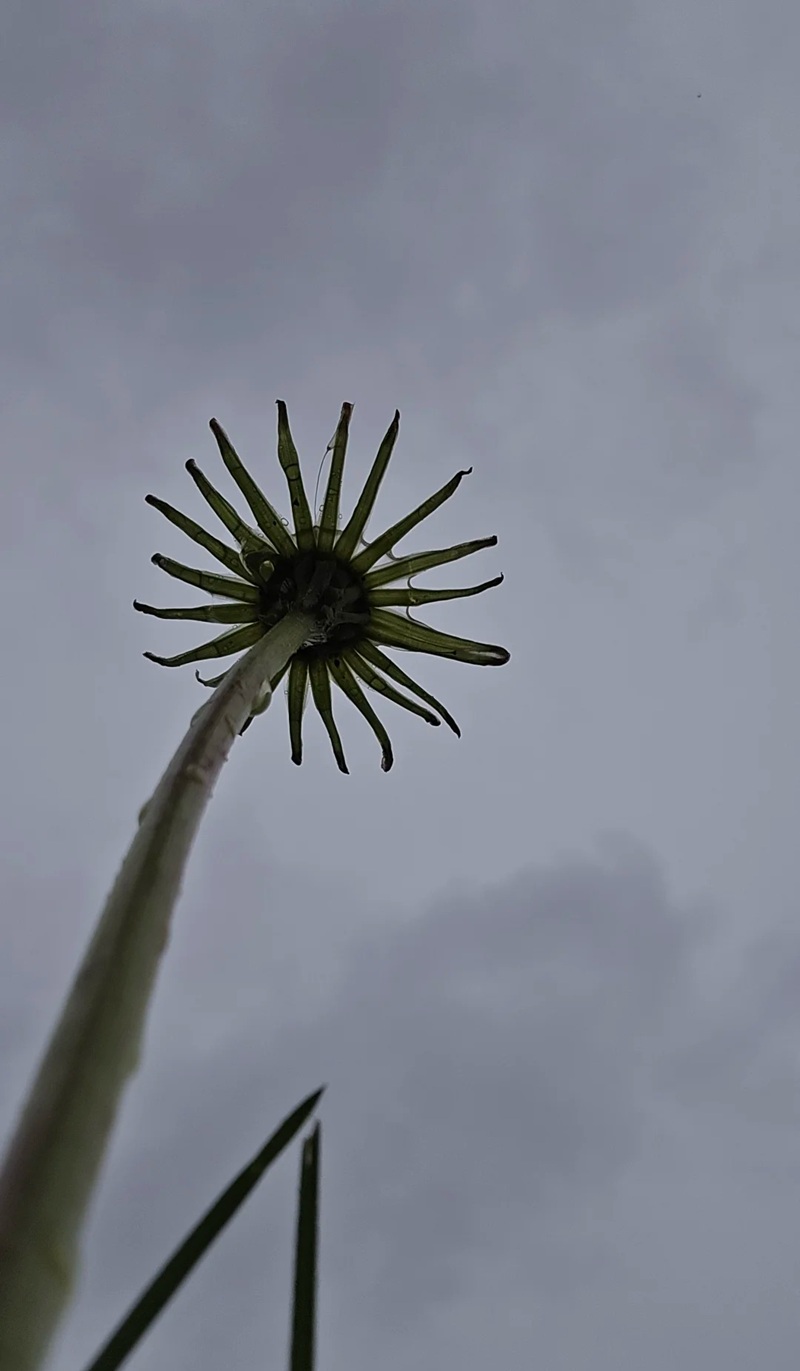 hình ảnh hoa bồ công anh buồn 14