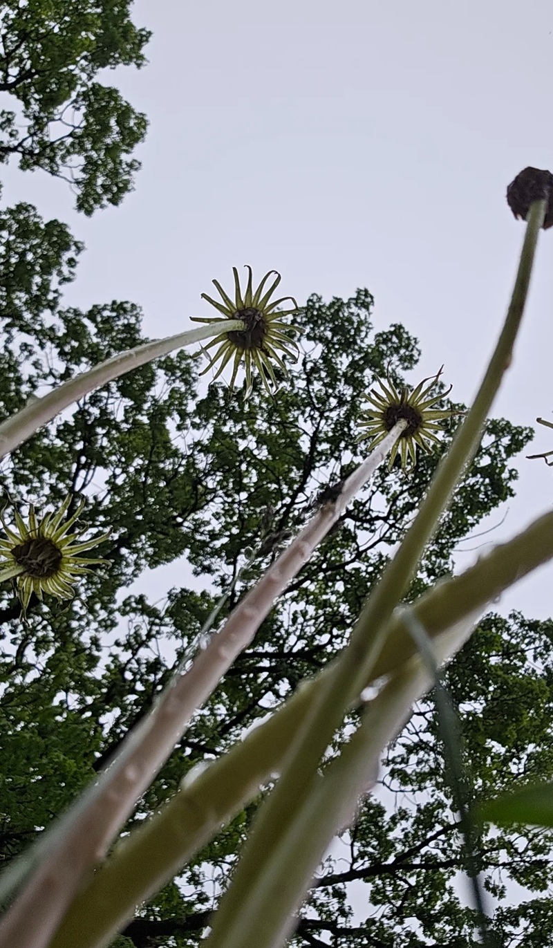 hình ảnh hoa bồ công anh buồn 15