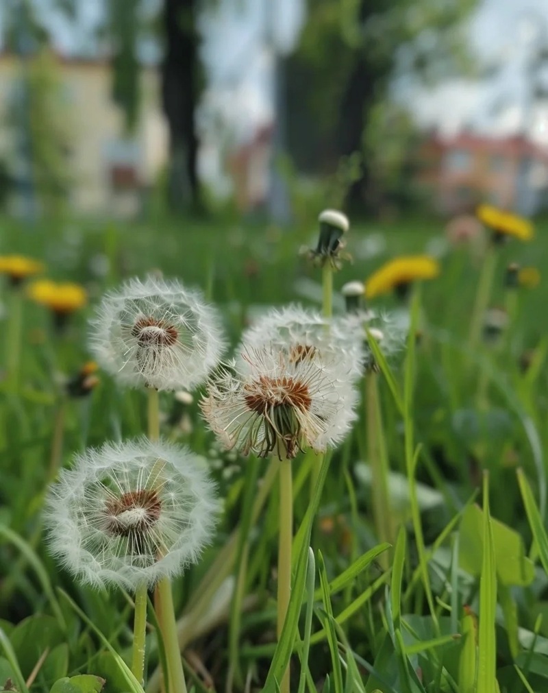 hình ảnh hoa bồ công anh buồn 17