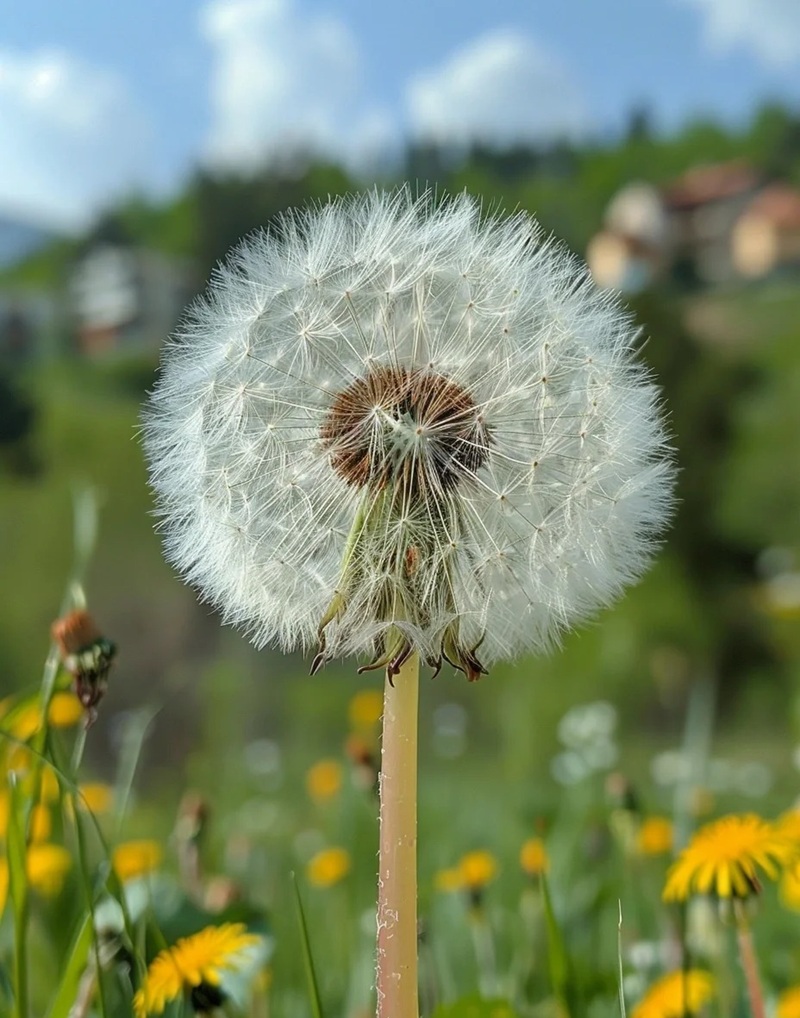 hình ảnh hoa bồ công anh buồn 18