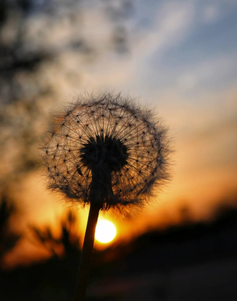 hình ảnh hoa bồ công anh buồn 19