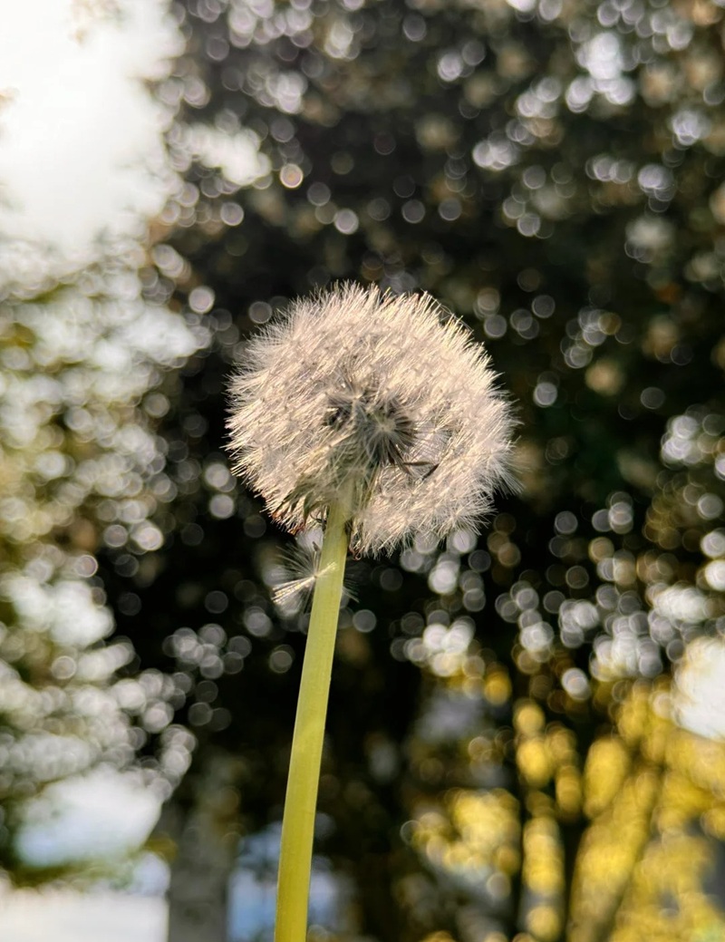 hình ảnh hoa bồ công anh buồn 2