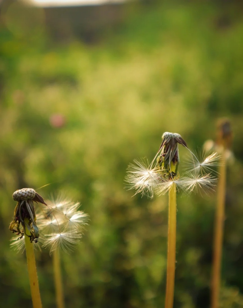 hình ảnh hoa bồ công anh buồn 20