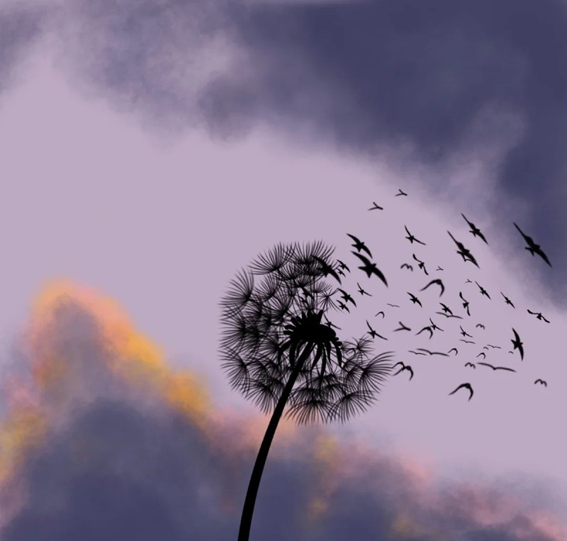 hình ảnh hoa bồ công anh buồn 21