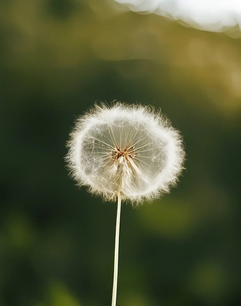 hình ảnh hoa bồ công anh buồn 23