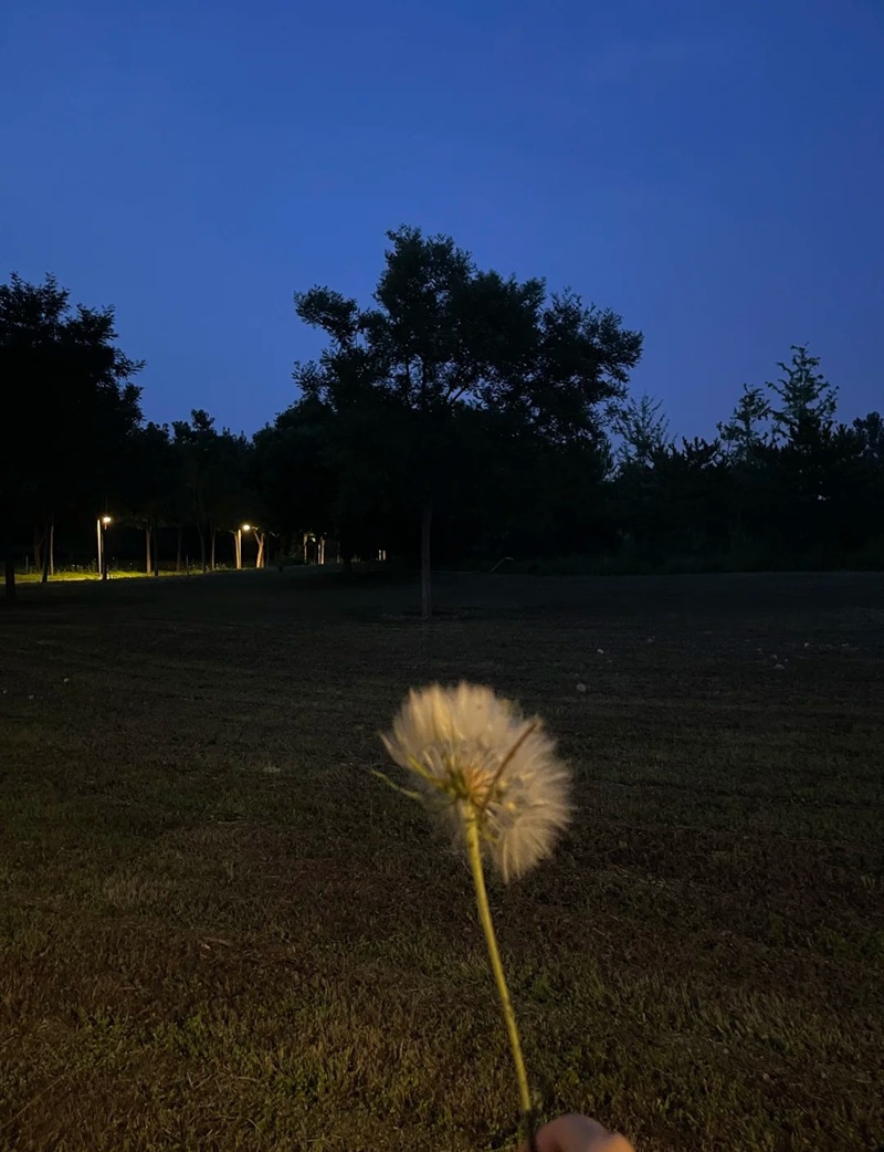 hình ảnh hoa bồ công anh buồn 24