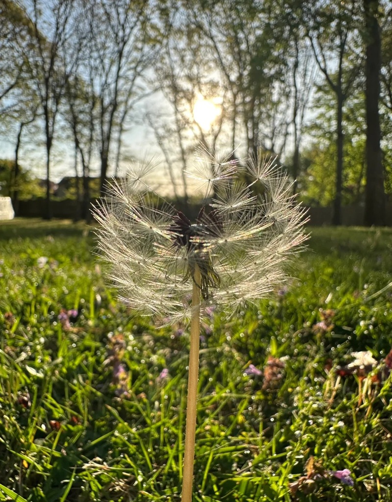 hình ảnh hoa bồ công anh buồn 25