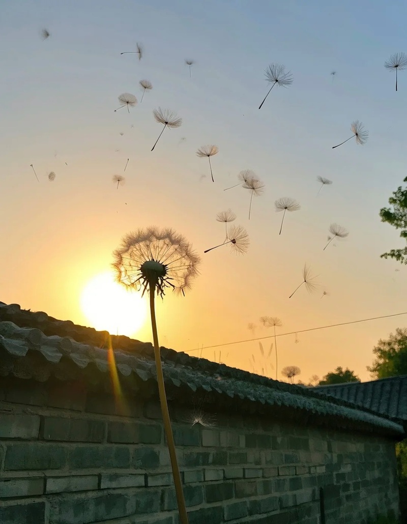 hình ảnh hoa bồ công anh buồn 28