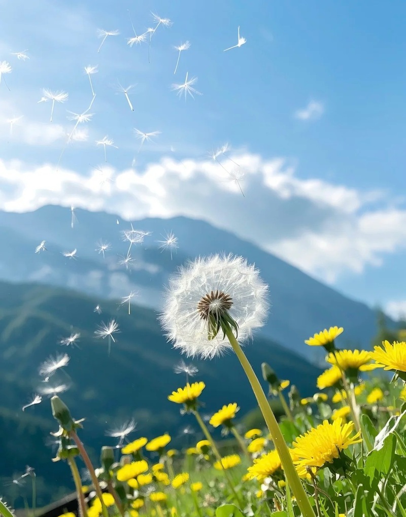 hình ảnh hoa bồ công anh buồn 30