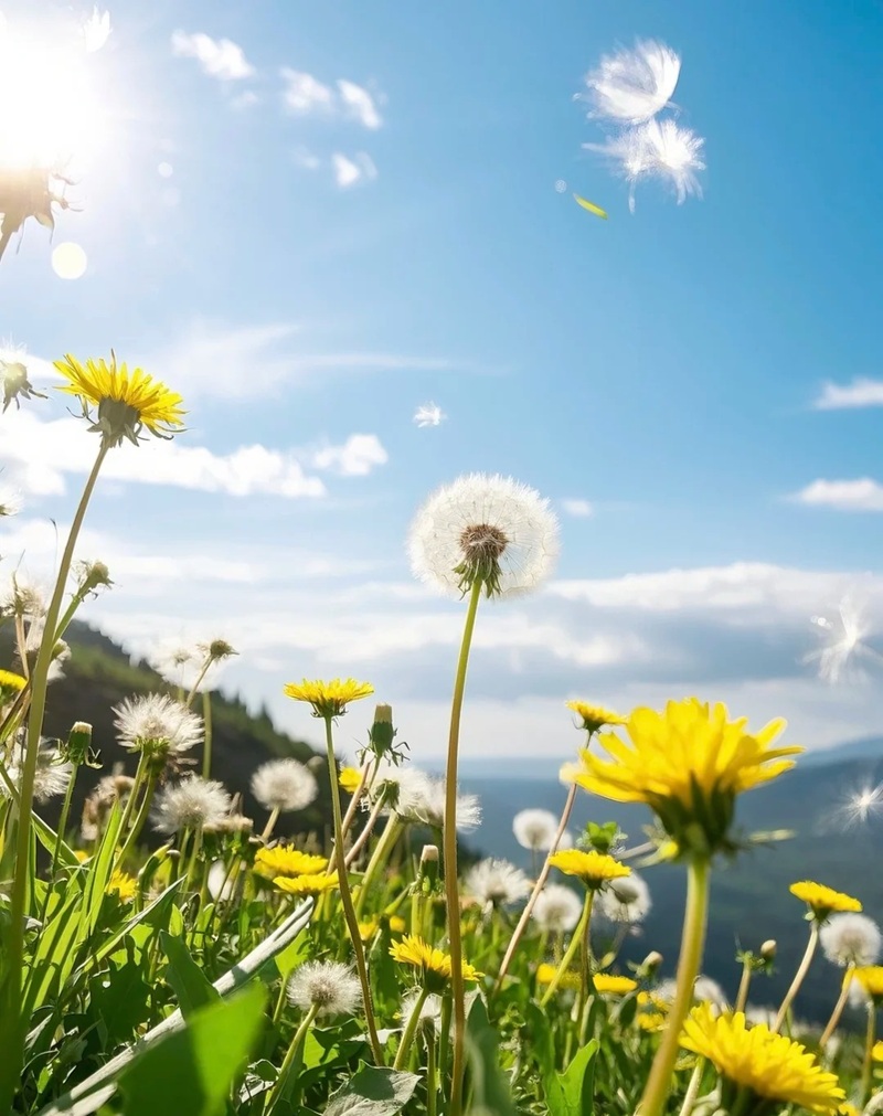 hình ảnh hoa bồ công anh buồn 31