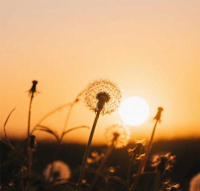 hình ảnh hoa bồ công anh buồn 32