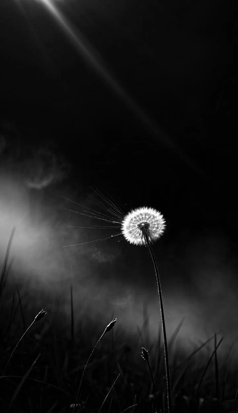 hình ảnh hoa bồ công anh buồn 36