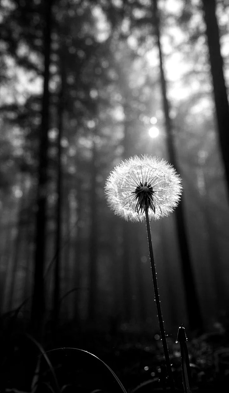 hình ảnh hoa bồ công anh buồn 39