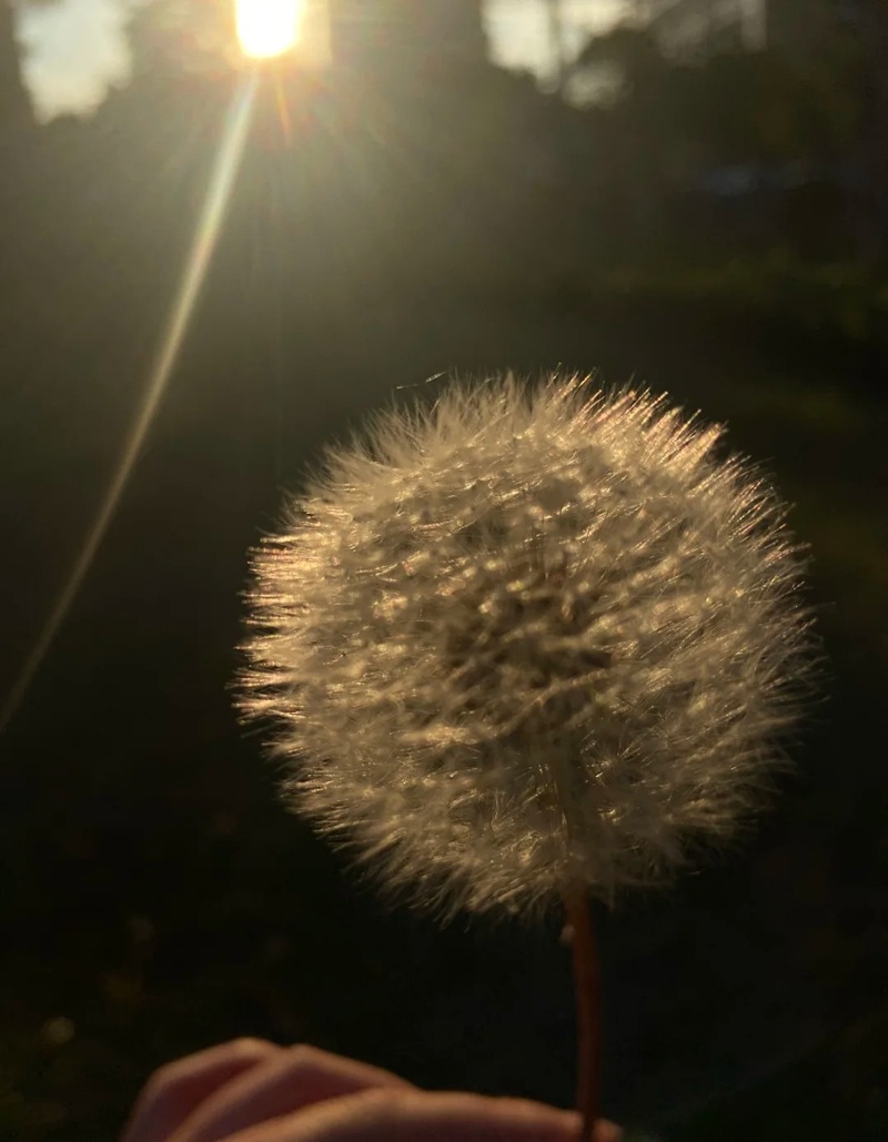 hình ảnh hoa bồ công anh buồn 4