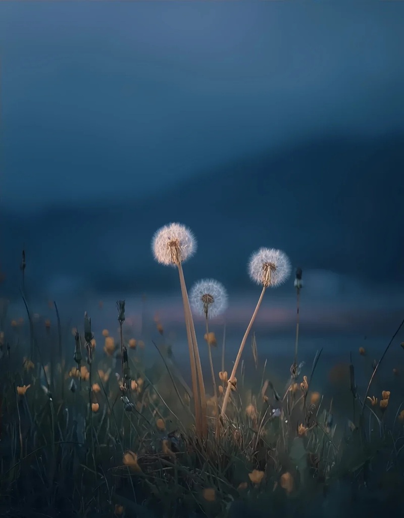 hình ảnh hoa bồ công anh buồn 6