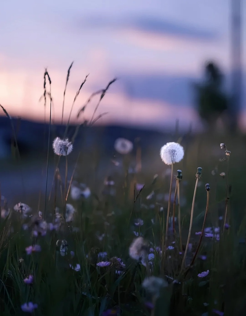 hình ảnh hoa bồ công anh buồn 7