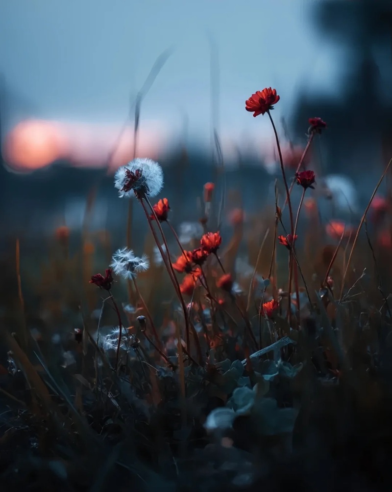 hình ảnh hoa bồ công anh buồn 8