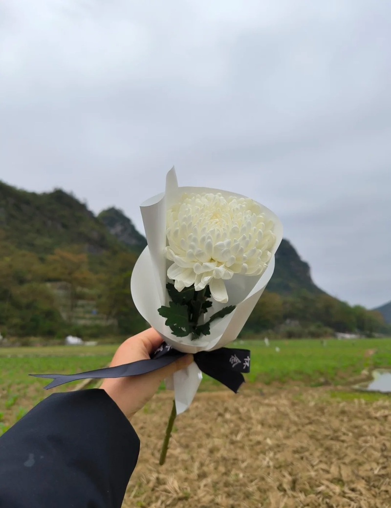 hình ảnh hoa cúc trắng buồn 10