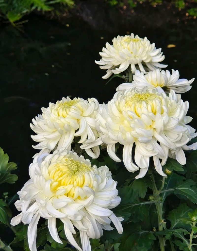 hình ảnh hoa cúc trắng buồn 12