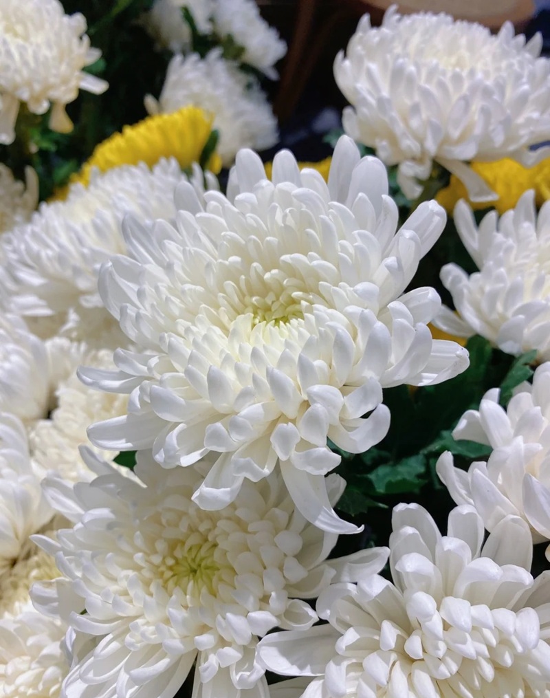 hình ảnh hoa cúc trắng buồn 13