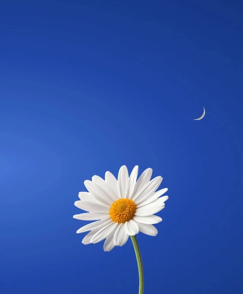 hình ảnh hoa cúc trắng buồn 14