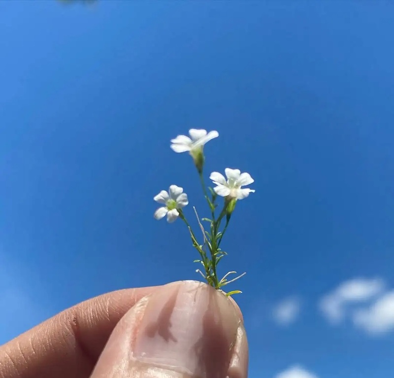 hình ảnh hoa cúc trắng buồn 15