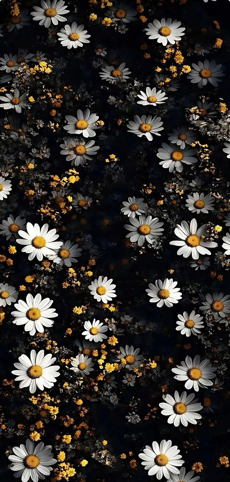 hình ảnh hoa cúc trắng buồn 16