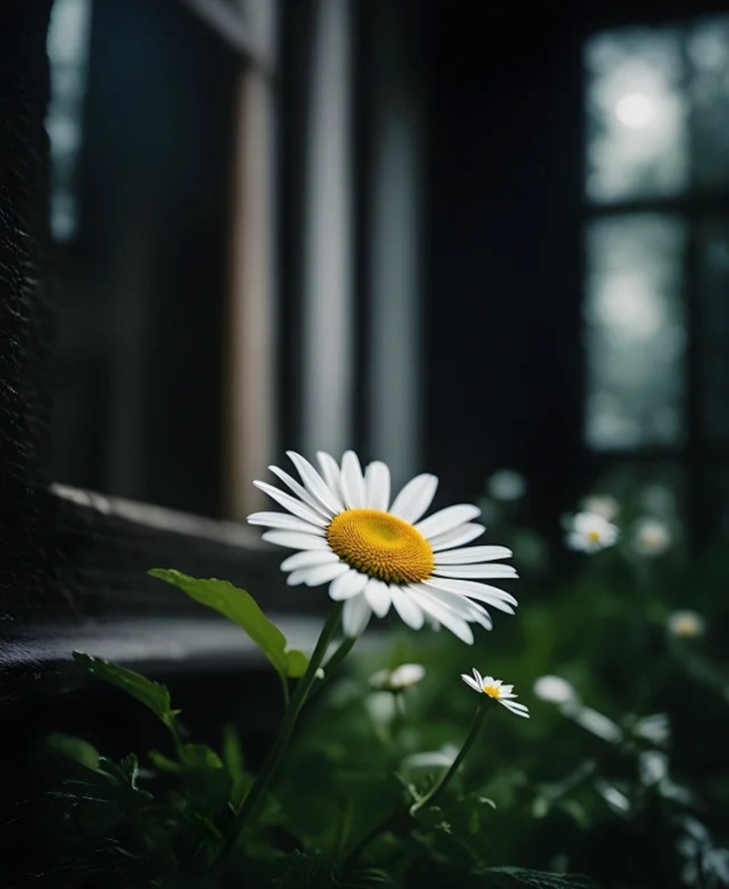 hình ảnh hoa cúc trắng buồn 19