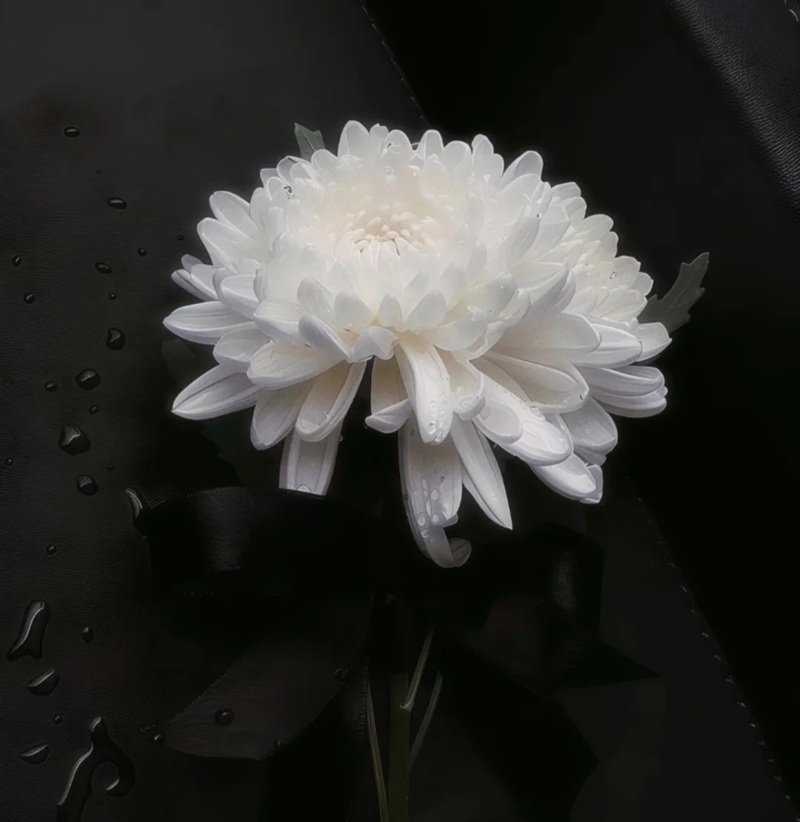 hình ảnh hoa cúc trắng buồn 21