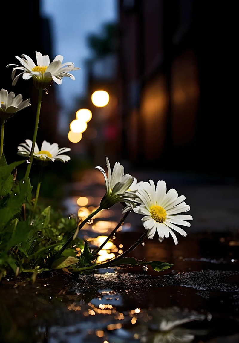 hình ảnh hoa cúc trắng buồn 22